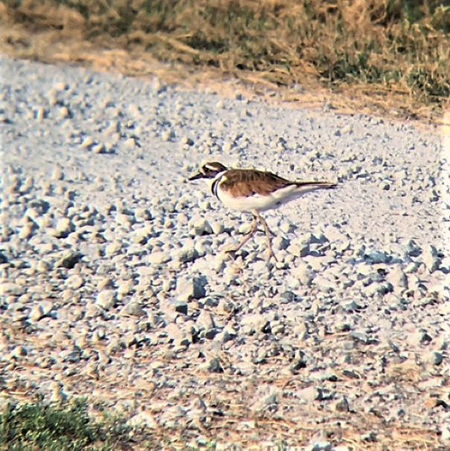 Killdeer photographed in Arkansas