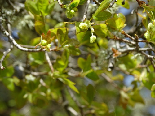 Image of Acer sempervirens by (c) Grzegorz Grzejszczak, some rights reserved (CC BY-SA)