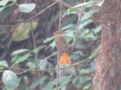 Onychorhynchus coronatus