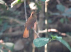 Onychorhynchus coronatus