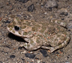 Bufotes viridis viridis