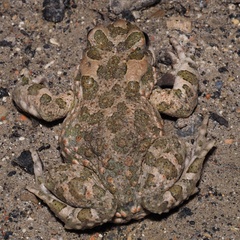 Bufotes viridis viridis