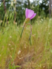Clarkia gracilis gracilis