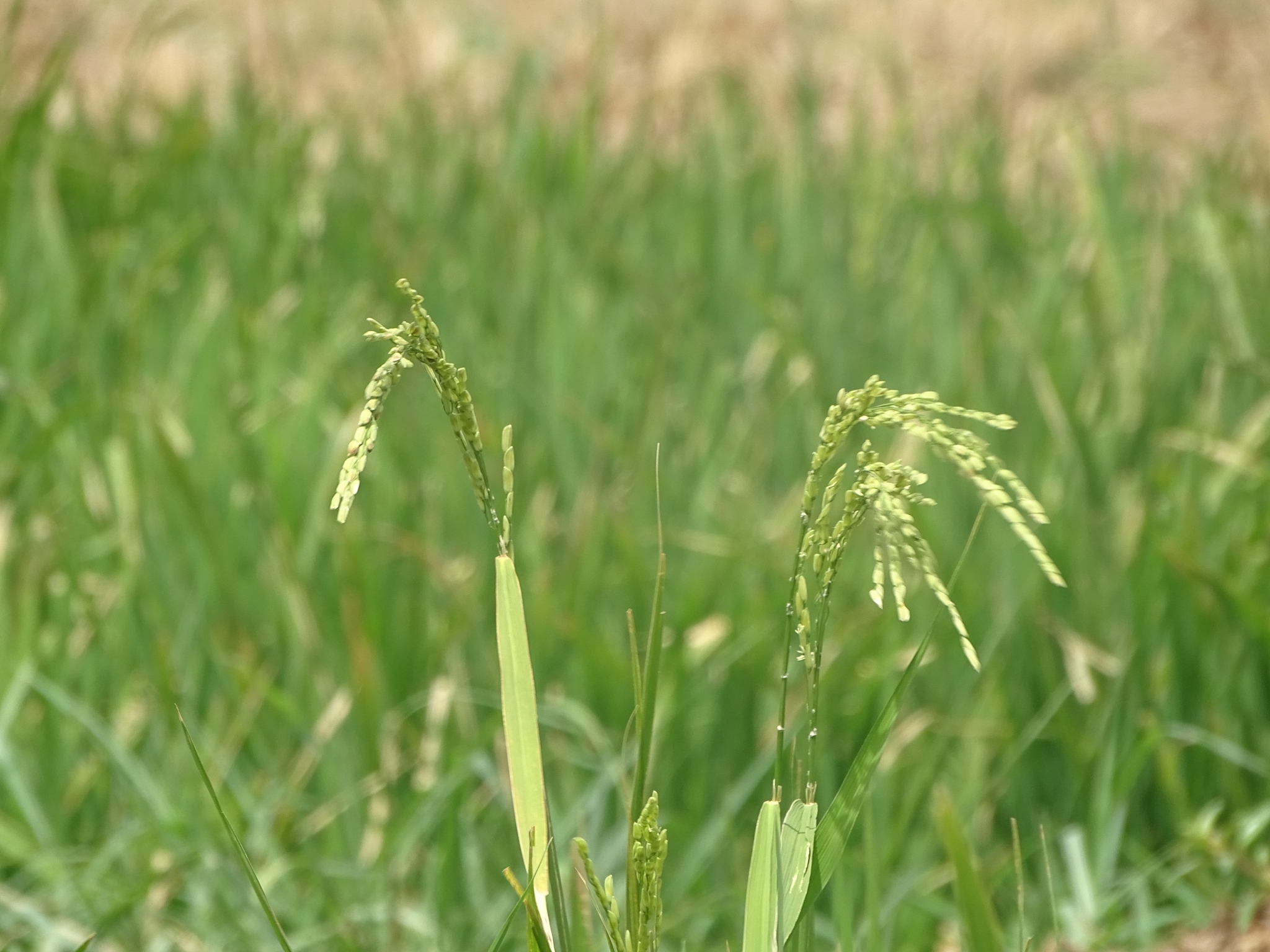 Imagem de Arroz