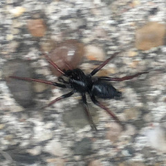 Trachyzelotes pedestris