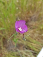 Clarkia gracilis gracilis