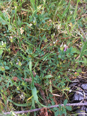 Trifolium oliganthum