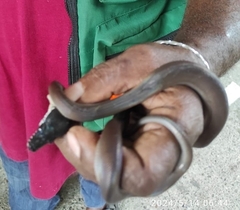 Karimui Basin White-Lipped Python photo 4