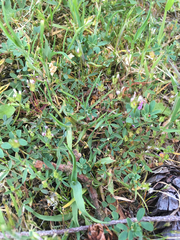 Trifolium oliganthum