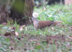 Leptotila plumbeiceps