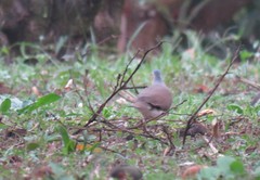 Leptotila plumbeiceps