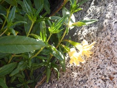 Diplacus longiflorus