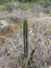 Borzicactus sepium