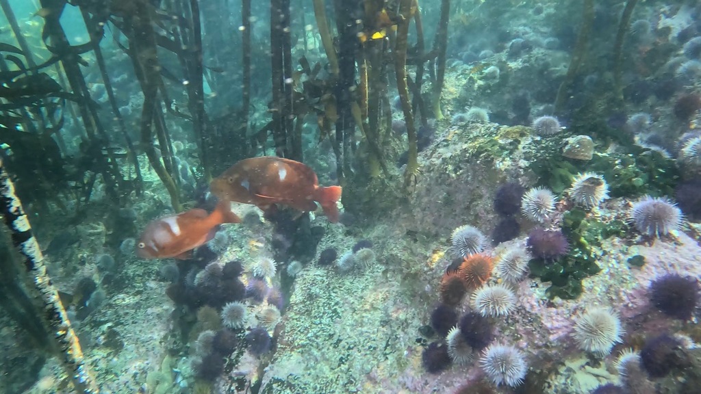 Roman Seabream (Chrysoblephus laticeps)
