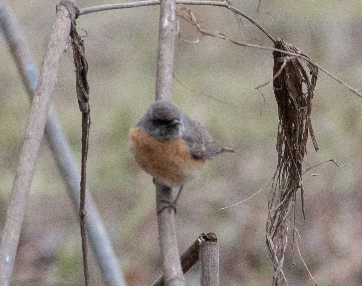 Common Redstart