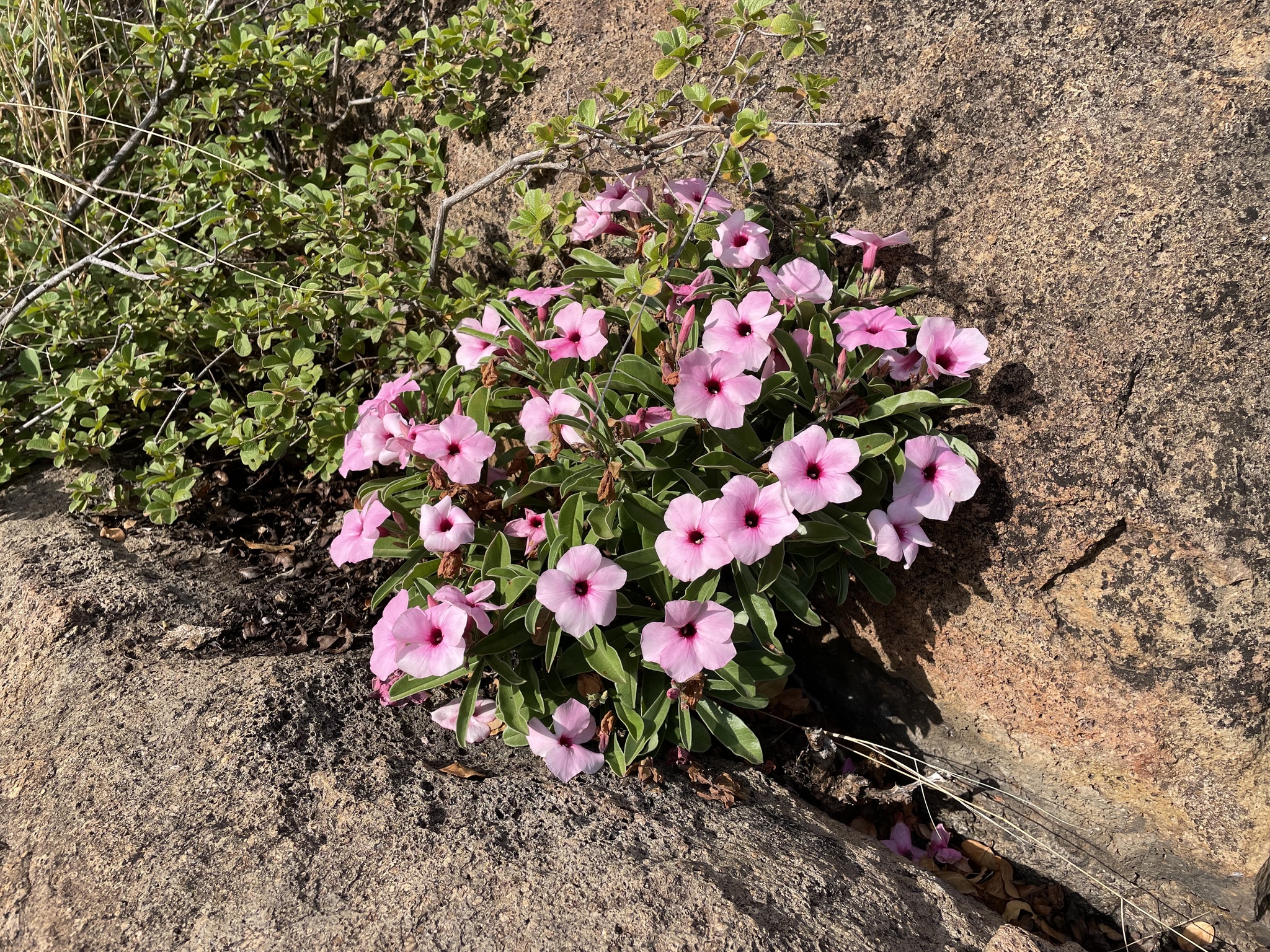 Imagem de Rosa do deserto