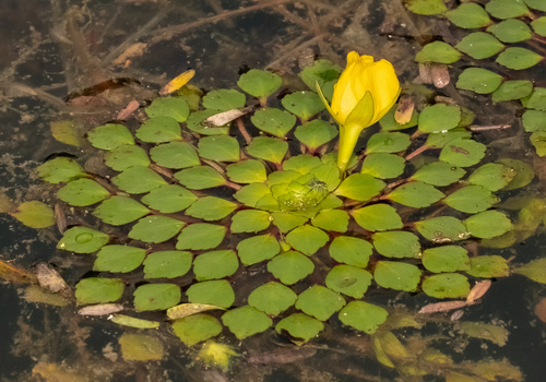 Foto de Ludwigia