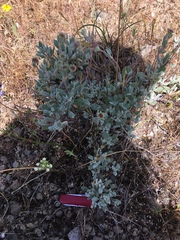 Eriogonum prattenianum