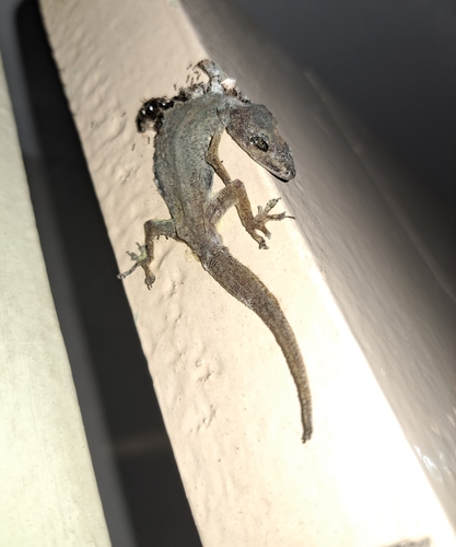 Hemidactylus frenatus observed 2024-05-14