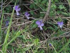 Viola etrusca