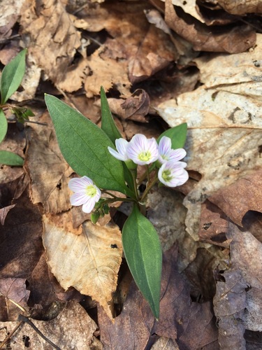 Carolina Springbeauty