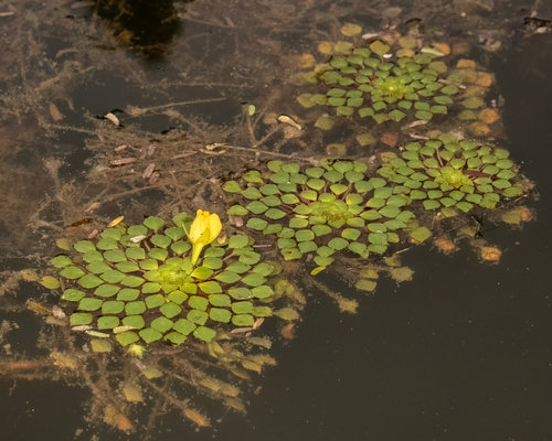 Foto de Ludwigia