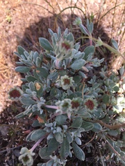Eriogonum prattenianum