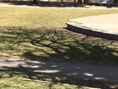 Branta canadensis