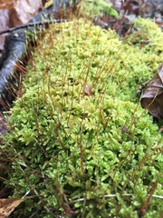 Ctenidium