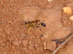 Sceliphron fistularium