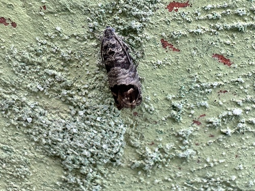 Codling moth