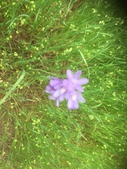 Dipterostemon capitatus capitatus