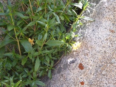 Diplacus longiflorus