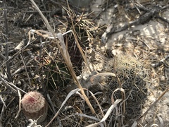 Coryphantha glanduligera