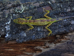 Anolis umbrivagus