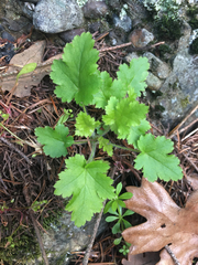 Heuchera micrantha diversifolia