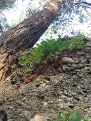 Heuchera micrantha diversifolia