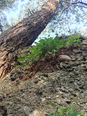 Heuchera micrantha diversifolia