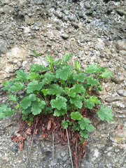 Heuchera micrantha diversifolia