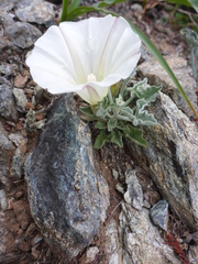 Calystegia collina