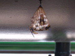 Polistes myersi