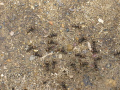 Dolichoderus quadridenticulatus