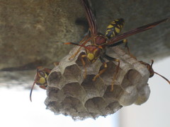 Polistes myersi