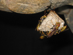 Polistes myersi