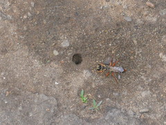 Sphex dorsalis