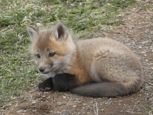 Insular Newfoundland Red Fox