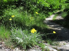 Achillea clypeolata