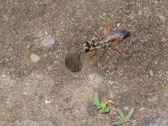 Sphex dorsalis
