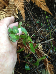 Coprosma tenuicaulis