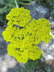 Achillea clypeolata